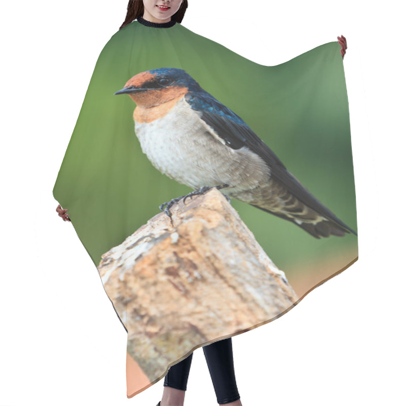 Personality  Swallow Bird Sitting On A Branch Hair Cutting Cape