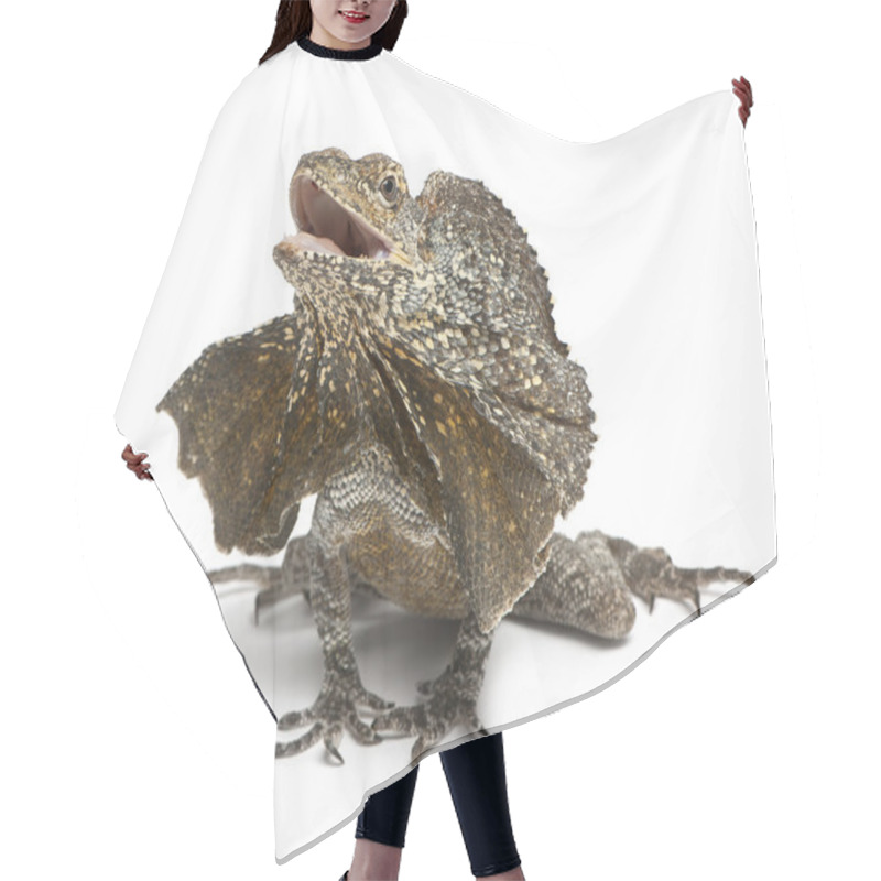 Personality  Frill-necked Lizard, Also Known As The Frilled Lizard, Chlamydosaurus Kingii, In Front Of White Background Hair Cutting Cape