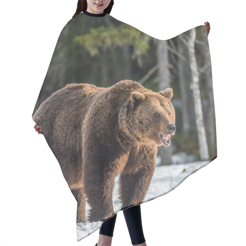 Personality  Wild Adult Brown Bear On The Snow In Early Spring Forest. Scientific Name:  Ursus Arctos. Hair Cutting Cape