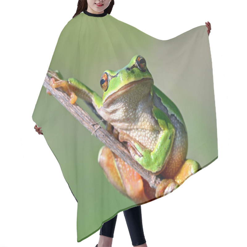 Personality  Frog Is In A Natural Habitat Hair Cutting Cape