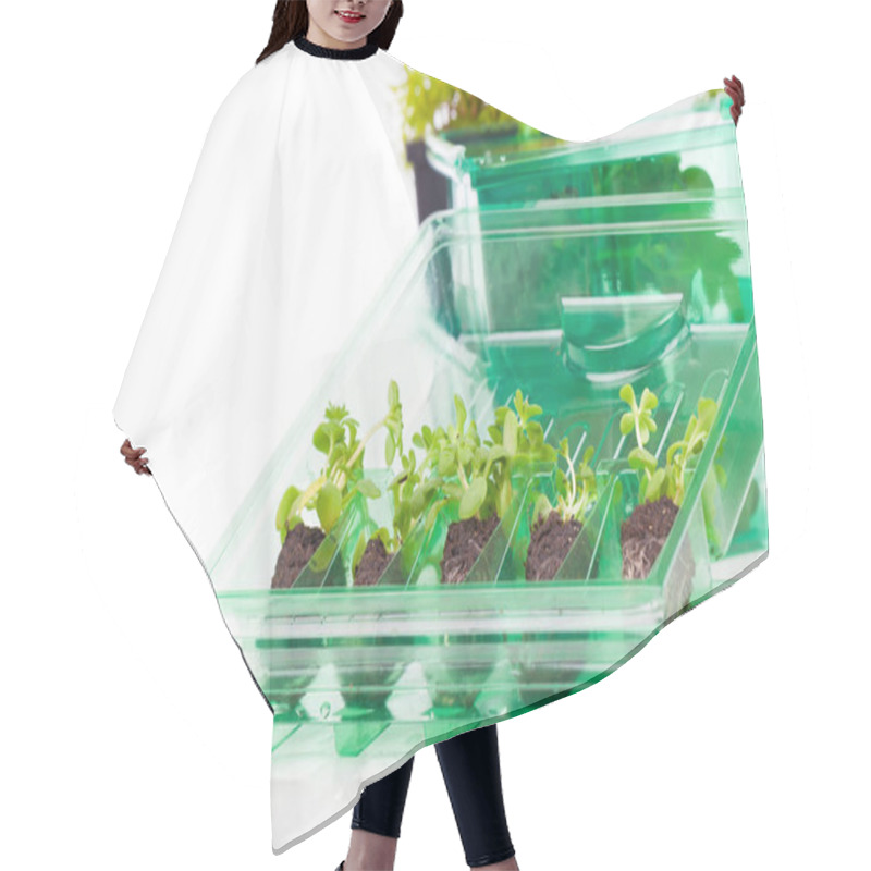 Personality  Small Leafy Plant, The Laboratory Hair Cutting Cape