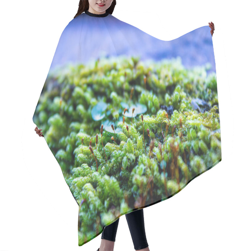 Personality  Micro Plant On Mossy Floor, Forest Concept. High Quality Photo Hair Cutting Cape