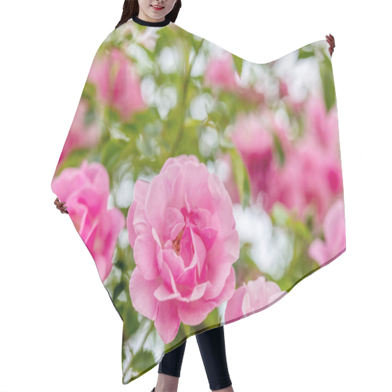 Personality  Garden Roses Close-up, Summer Time In Garden. Flower Concept Hair Cutting Cape