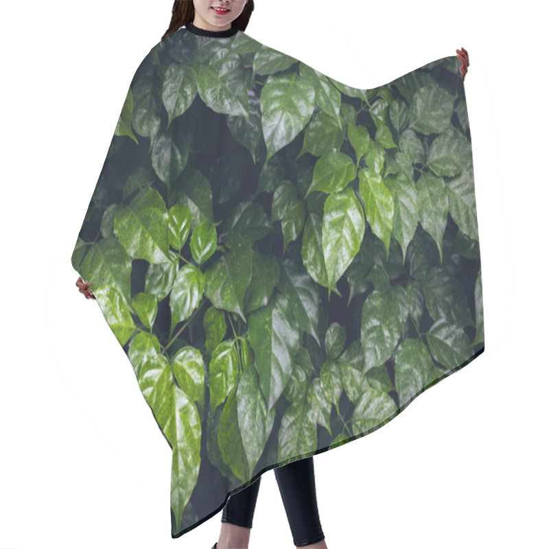 Personality  Lush Green Ivy Foliage Covering A Wall With Vibrant Leaves. Hair Cutting Cape