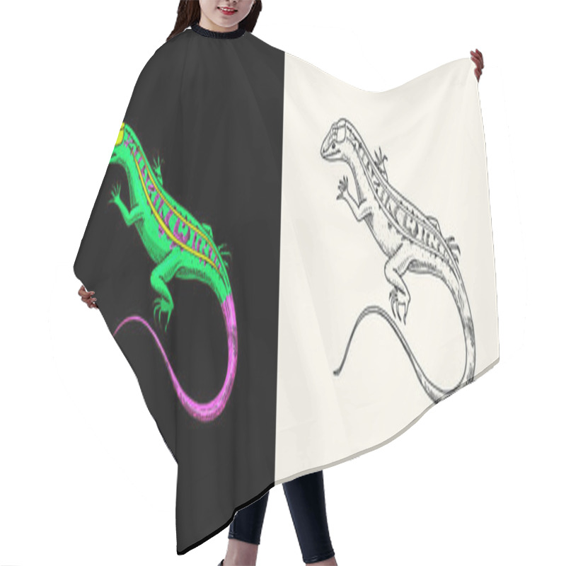 Personality  American Sand Lizard, Exotic Reptiles. Wild Animals In Nature. Engraved Hand Drawn. Hair Cutting Cape