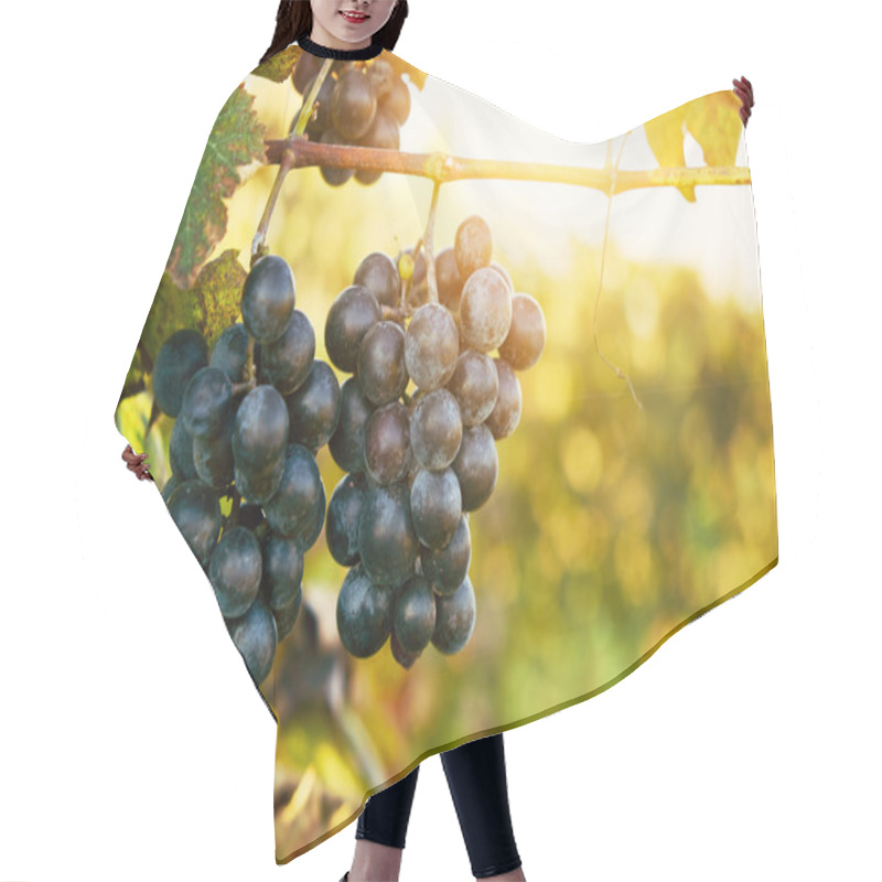 Personality  Wineyard Growing Grapes Hair Cutting Cape