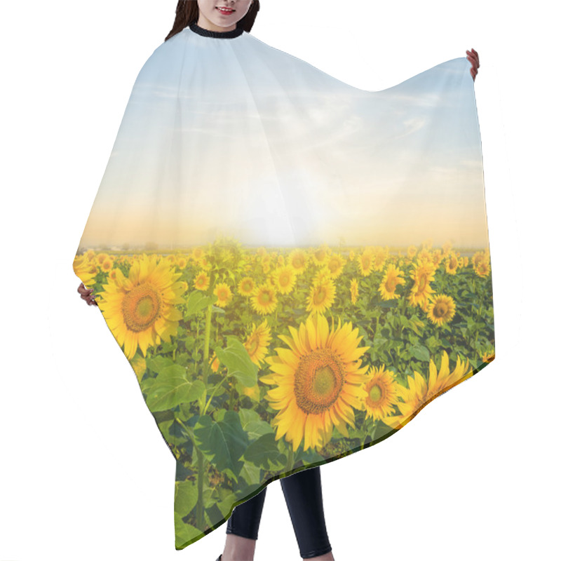 Personality  Golden Sunflower Field At The Sunset Hair Cutting Cape