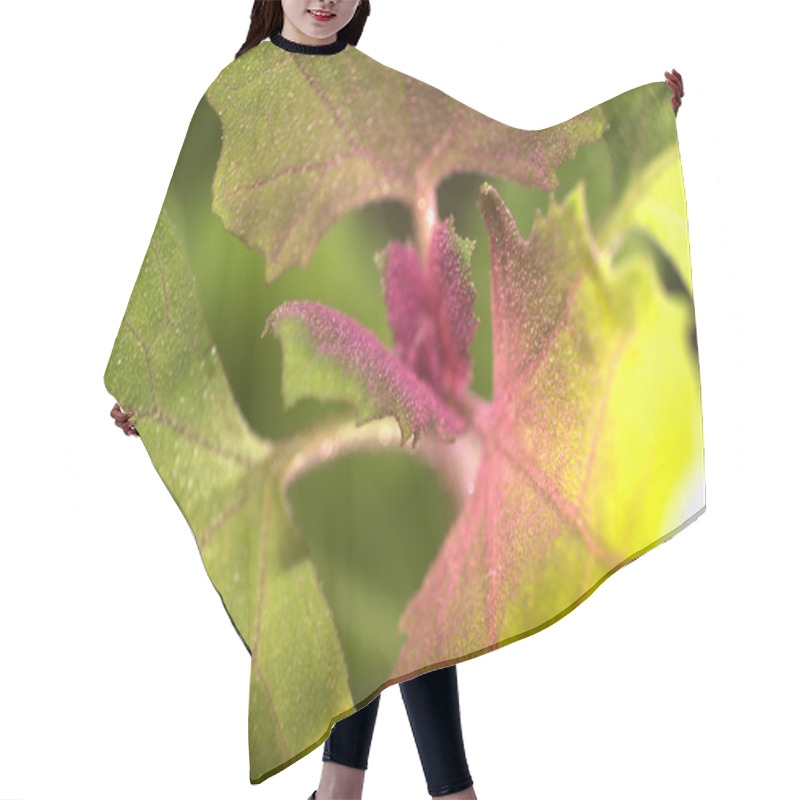 Personality  Atriplex Hortensis Hair Cutting Cape