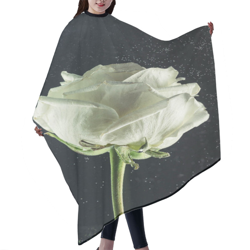 Personality  Close-up View Of Beautiful Tender White Rose Flower On Black  Hair Cutting Cape