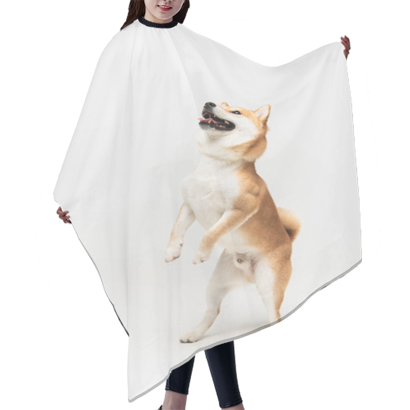 Personality  Playful Shiba Inu Dog Looking Up While Standing On Hind Legs On Light Grey Background Hair Cutting Cape