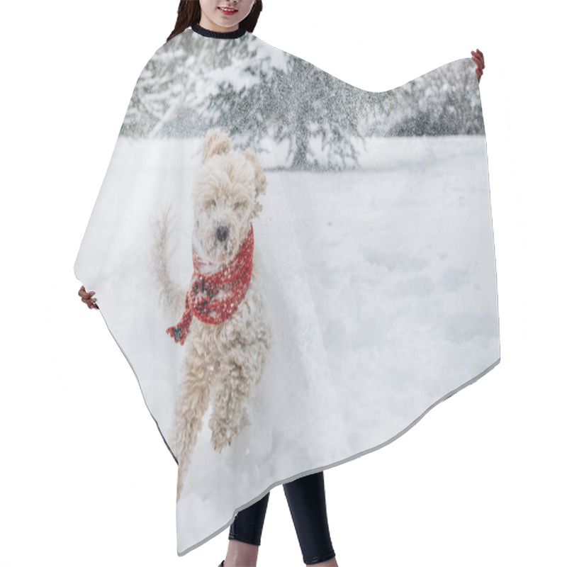 Personality  Cute And Funny Little Dog With Red Scarf Playing And Jumping In The Snow. Happy Puddle Having Fun With Snowflakes. Outdoor Winter Happiness. Hair Cutting Cape