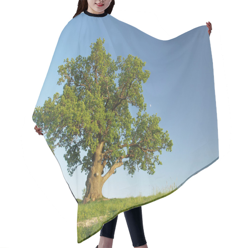 Personality  Single Oak Tree On The Meadow. Hair Cutting Cape