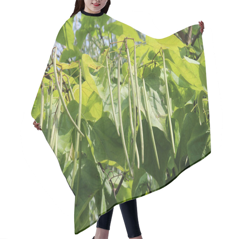 Personality  Catalpa Tree Branches With Pods And Leaves Hair Cutting Cape