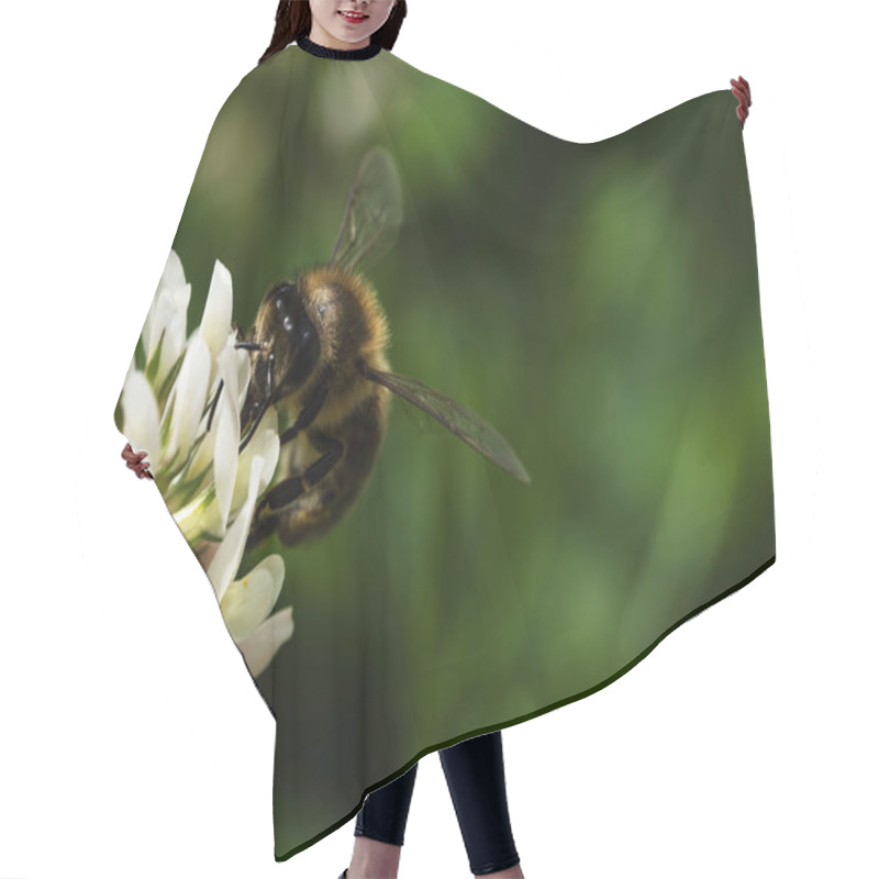 Personality  Nature Background Bee On White Clover Hair Cutting Cape