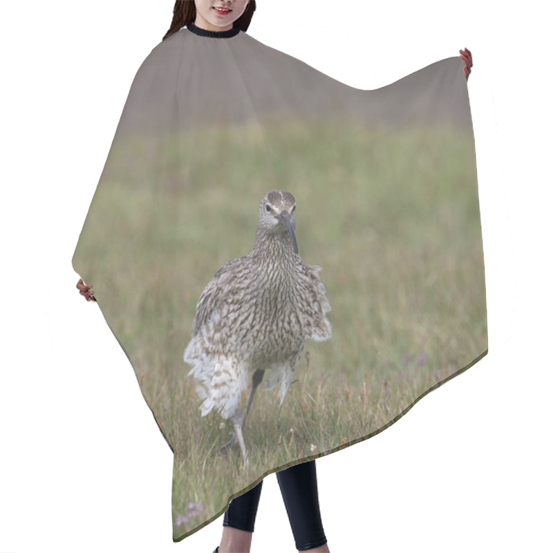 Personality  Whimbrel (numenius Phaeopus) Walking Through A Meadow Hair Cutting Cape