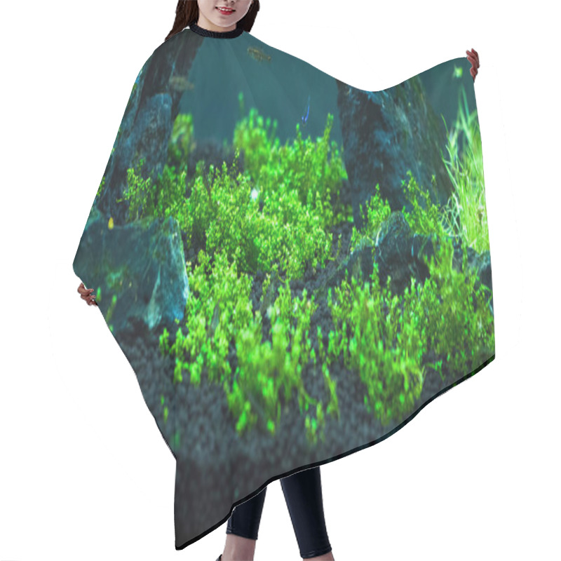 Personality  Freshwater Small Planted Aquarium  Hair Cutting Cape