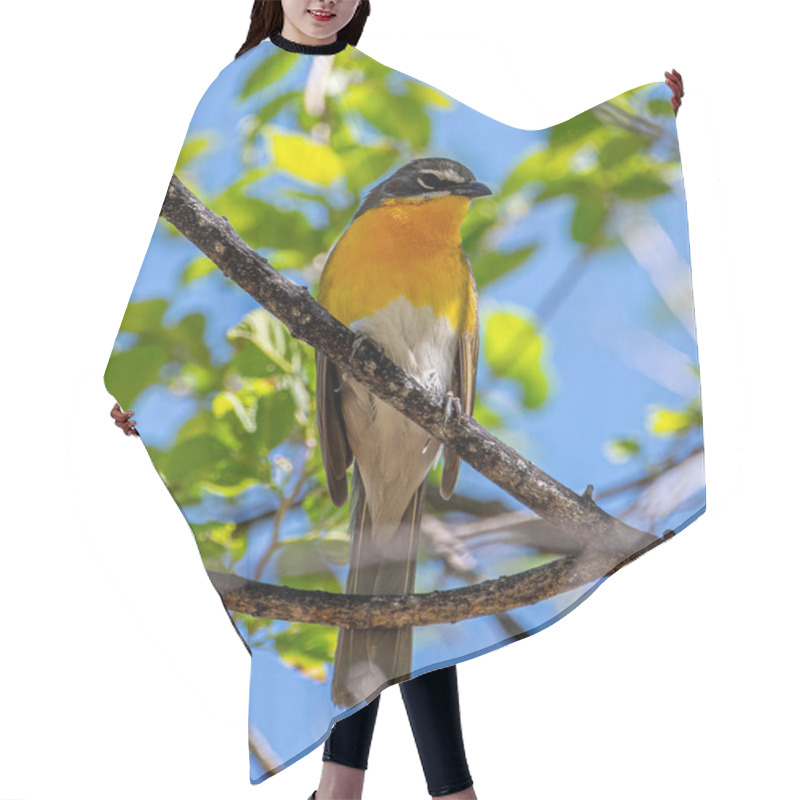 Personality  A Bright Throated Yellow-breasted Chat Perches In The Branches Of A Colorado Woodland. Hair Cutting Cape