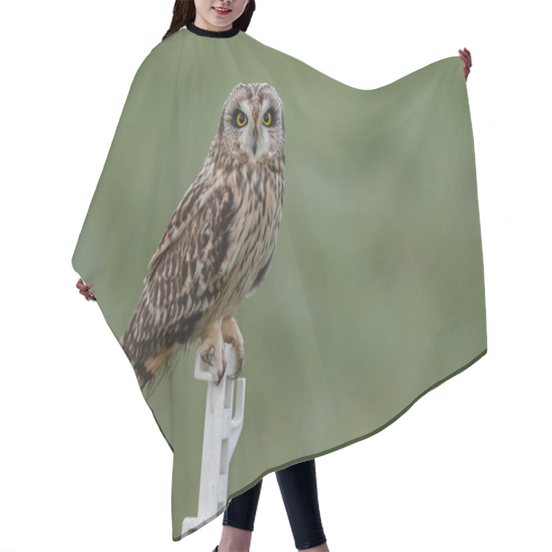 Personality  Short Eared Owl Hair Cutting Cape