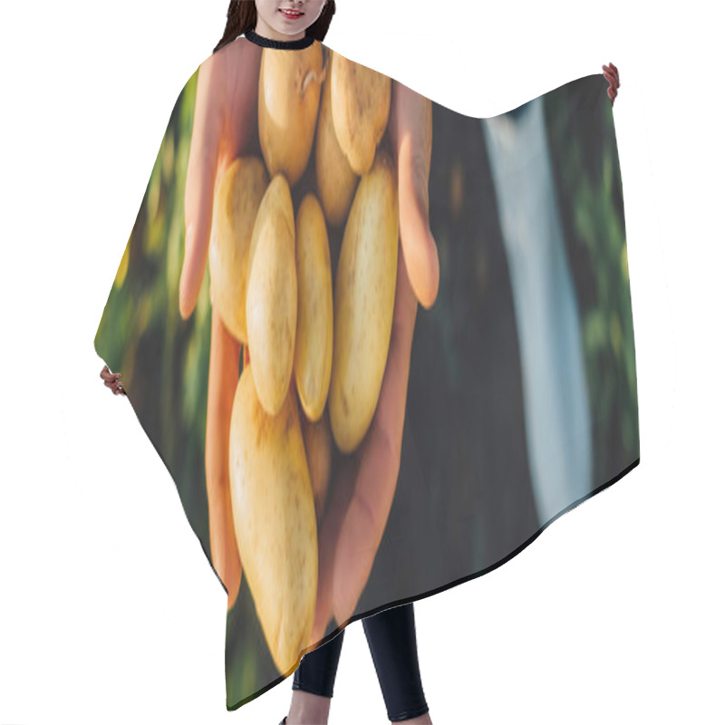 Personality  Partial View Of Rancher Holding Fresh, Organic Potatoes In Cupped Hands, Horizontal Concept Hair Cutting Cape