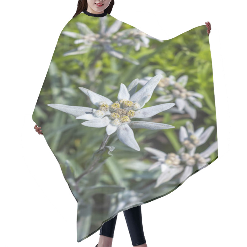 Personality  Blooming Edelweiss (lat. Leontopodium) Hair Cutting Cape