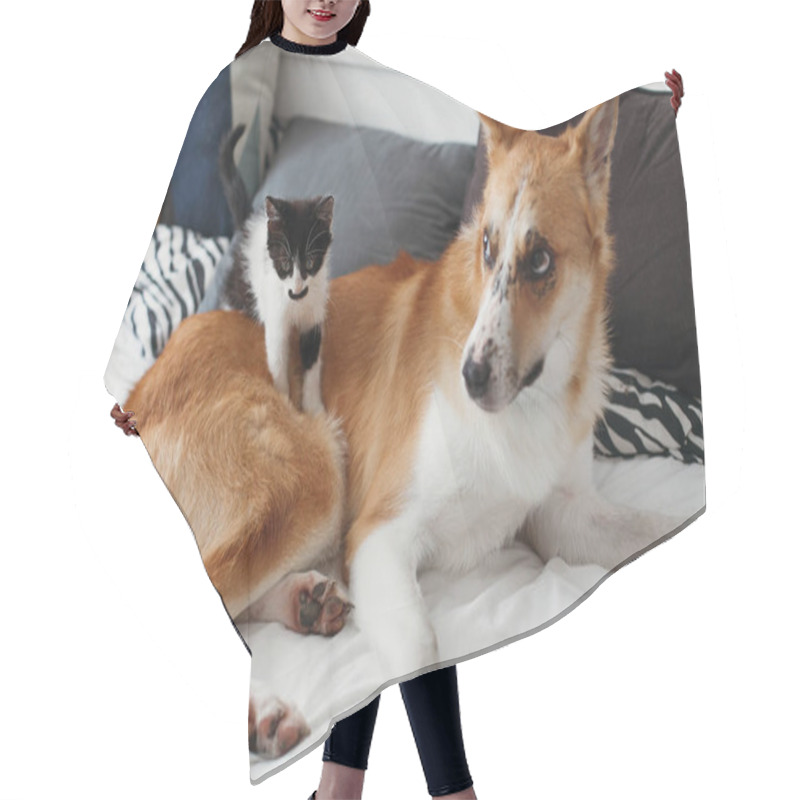 Personality  Cute Little Kitty Sitting On Big Golden Dog On Bed With Pillows In Stylish Room. Adorable Black And White Kitten And Puppy With Funny Emotions Playing Together On Blanket. Best Friends Hair Cutting Cape