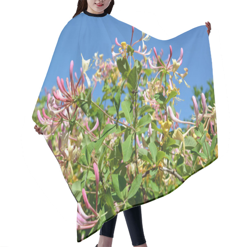 Personality  Honeysuckle Flowers (Lonicera Caprifolium L.) Against The Background Of The Blue Sky Hair Cutting Cape