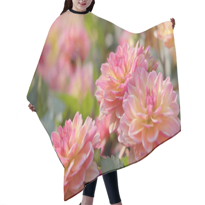 Personality  Beautiful Dahlia Flower Field  Hair Cutting Cape