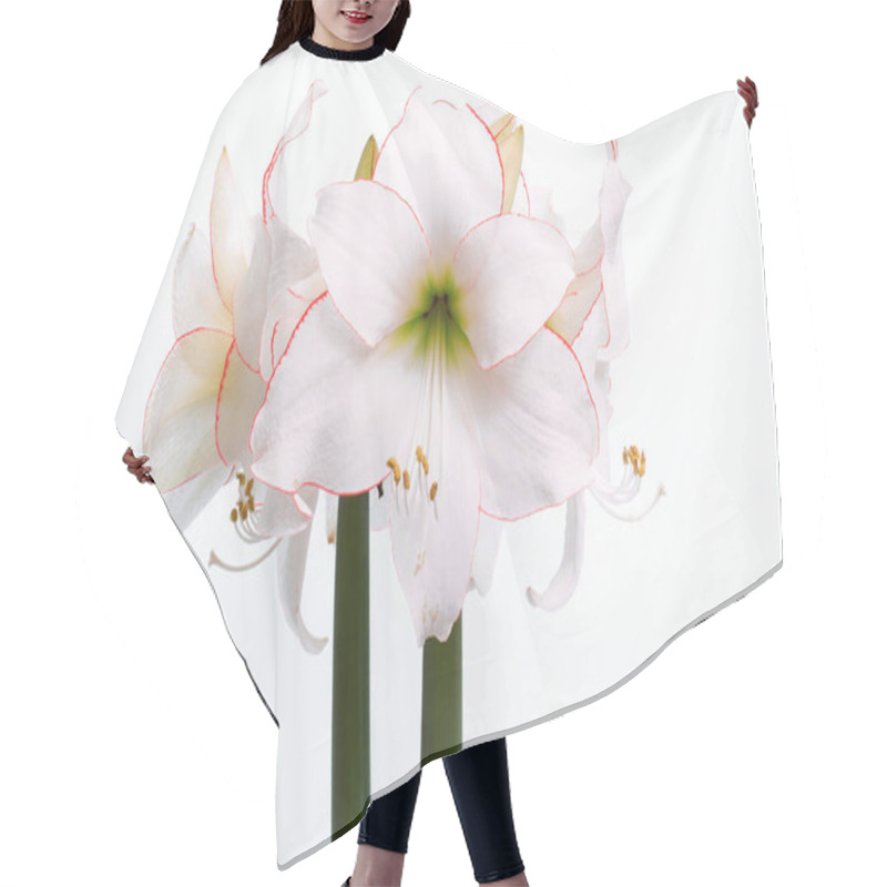 Personality  Amaryllis Close-exempt,white Background Hair Cutting Cape