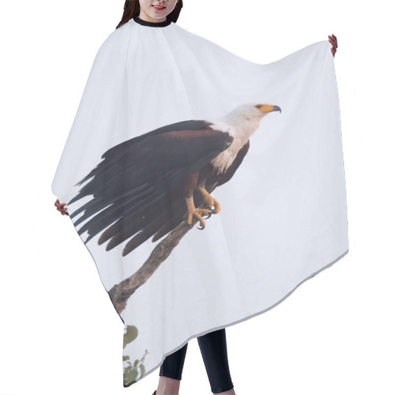 Personality  African Fish Eagle Perched On Top Branch Hair Cutting Cape