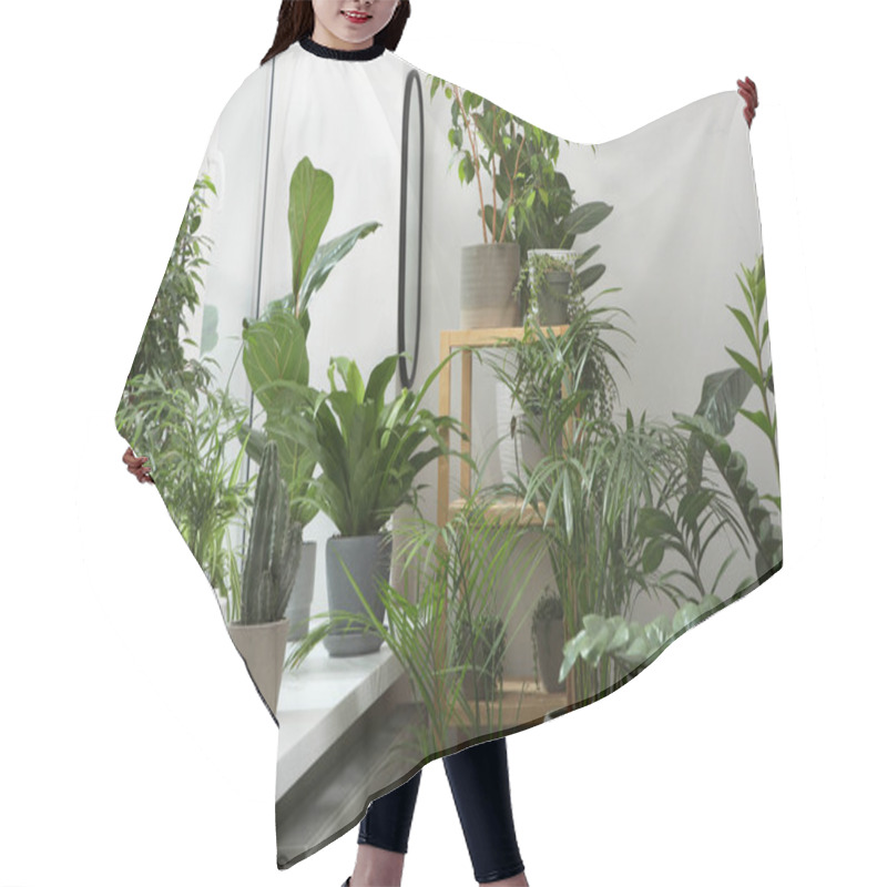 Personality  Many Beautiful Potted Houseplants Near Window Indoors Hair Cutting Cape