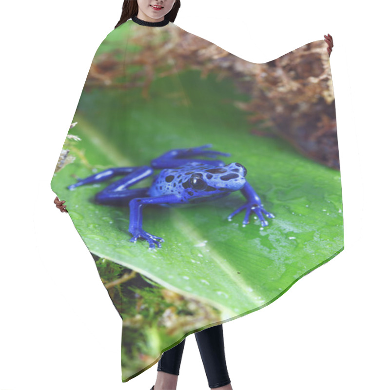 Personality  Blue Poison Dart Frog Hair Cutting Cape