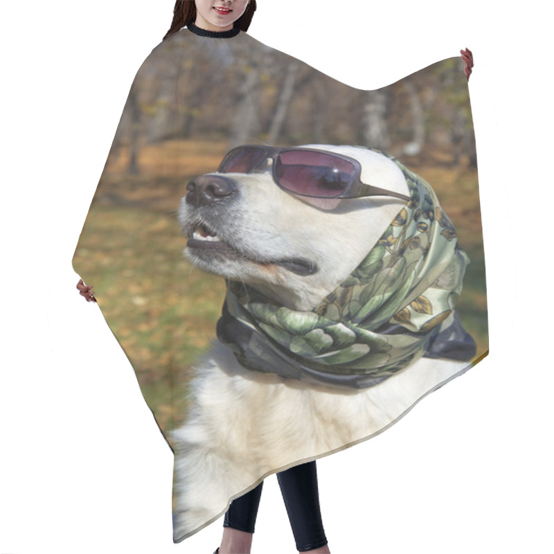 Personality  Very Fashionable Dog. Golden Retriever In A Silk Scarf And Sunglasses. Hair Cutting Cape