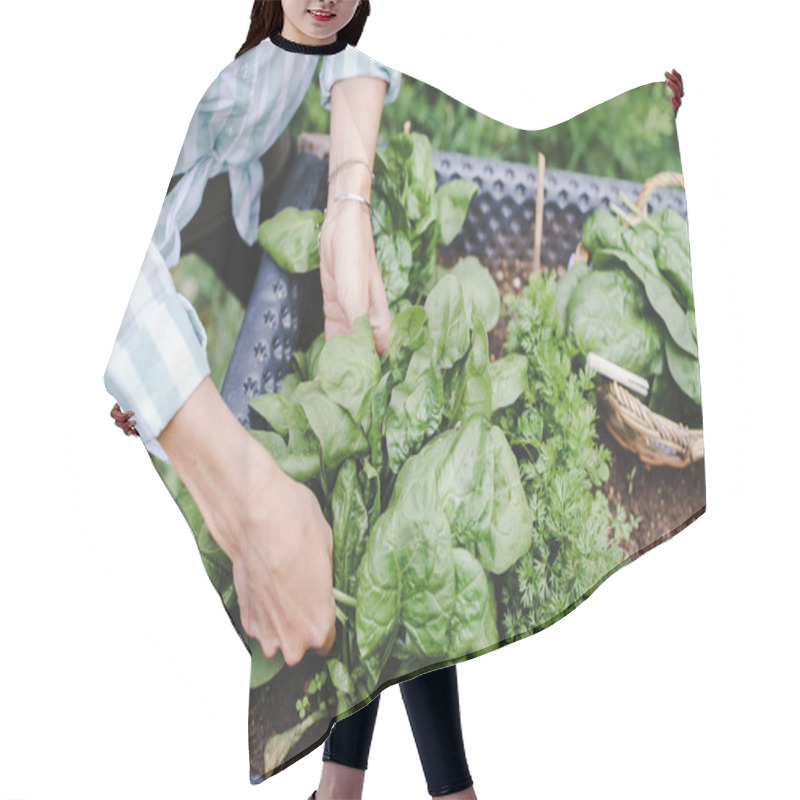 Personality  Cropped Shot Of Woman Harvesting Radish From Raised Bed In Garden Hair Cutting Cape