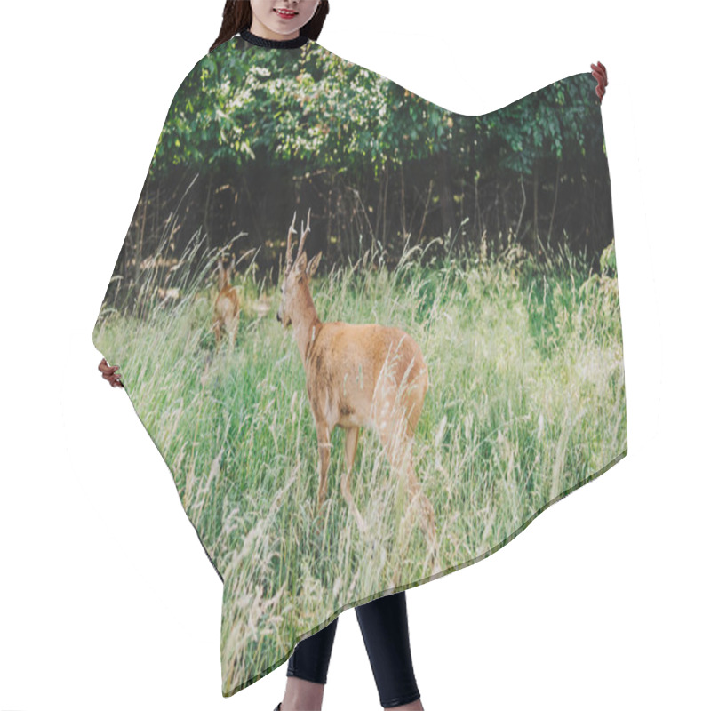 Personality  Rear View Of Deer Walking In Grass Near Forest  Hair Cutting Cape