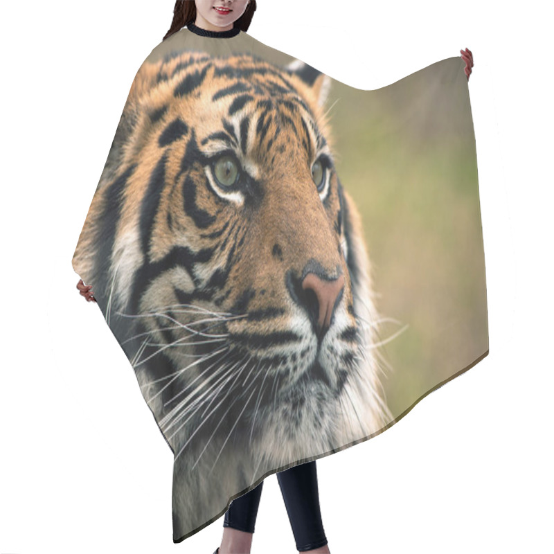 Personality  Tiger, Portrait Of A Bengal Tiger. Hair Cutting Cape