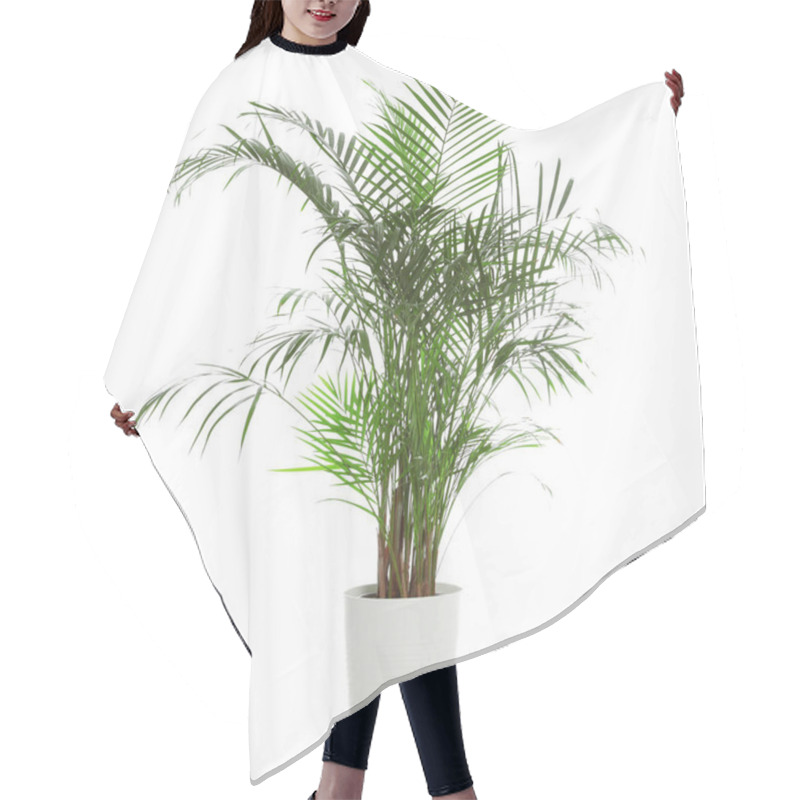 Personality  Pot With Ravenea Rivularis Plant Isolated On White. Home Decor Hair Cutting Cape