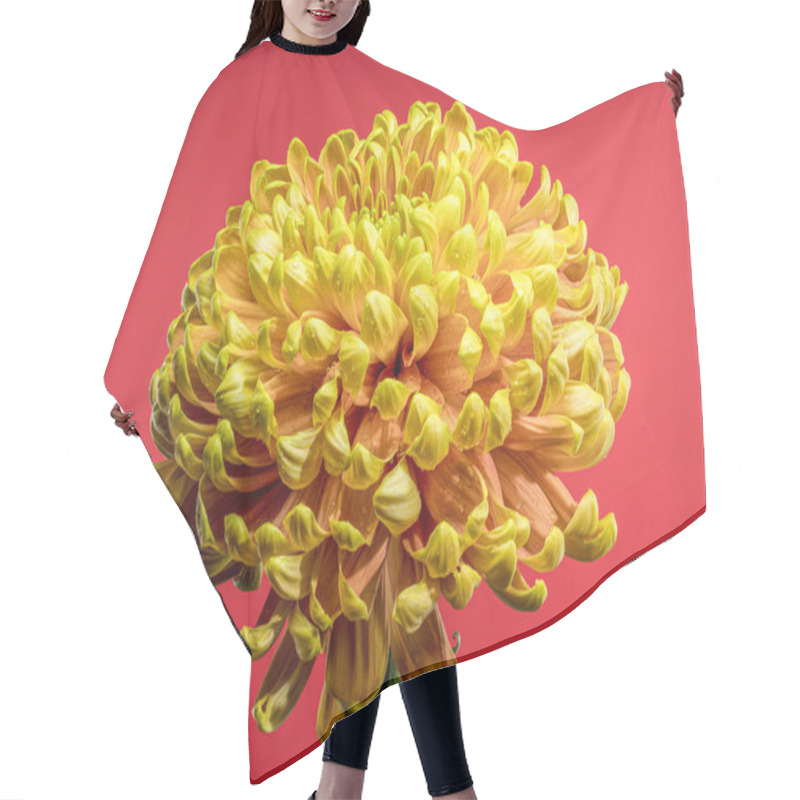 Personality  A Radiant Yellow Golden Autumn Chrysanthemum In Full Bloom On Red Background Hair Cutting Cape