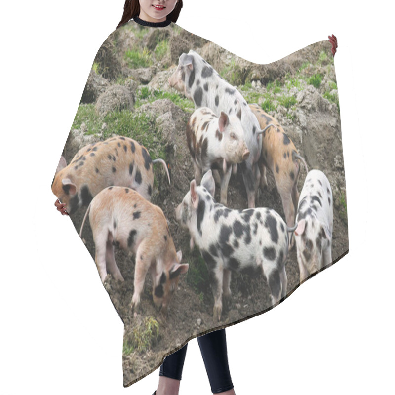 Personality  Group Of Cute Gloucester Old Spots Pigs On The Fild Hair Cutting Cape