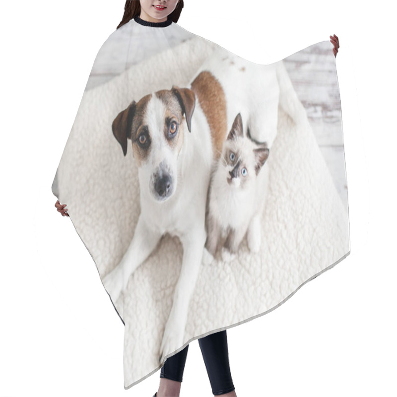 Personality  Beautiful Dog And A Small Cat Are Sitting On A Soft White Pillow. A Kitten And A Puppy Together At Home. Cozy Home Concept Hair Cutting Cape