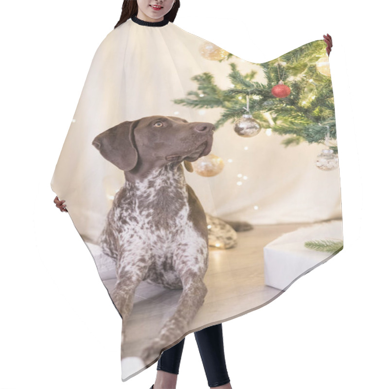 Personality  GSP Dog Laying Under The Christmas Tree Hair Cutting Cape