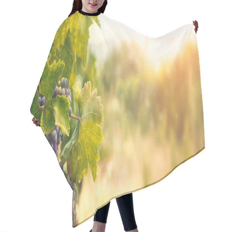 Personality  Nature Background With Vineyard In Autumn Harvest. Ripe Grapes In Fall. Hair Cutting Cape