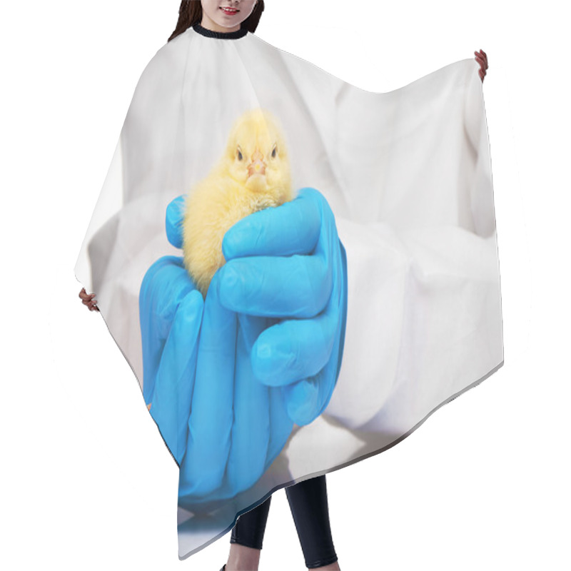 Personality  Veterinarians Hands In Blue Gloves Holding Yellow Chicken  Hair Cutting Cape