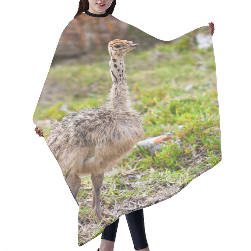 Personality  Small Young Ostrich Walking In Grassland Hair Cutting Cape