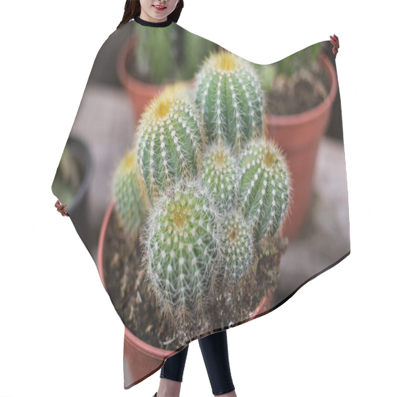 Personality  Cactus Top View, Photo Taken In A Store Selling Plants, Seedlings And Seeds. Soft Focus Hair Cutting Cape