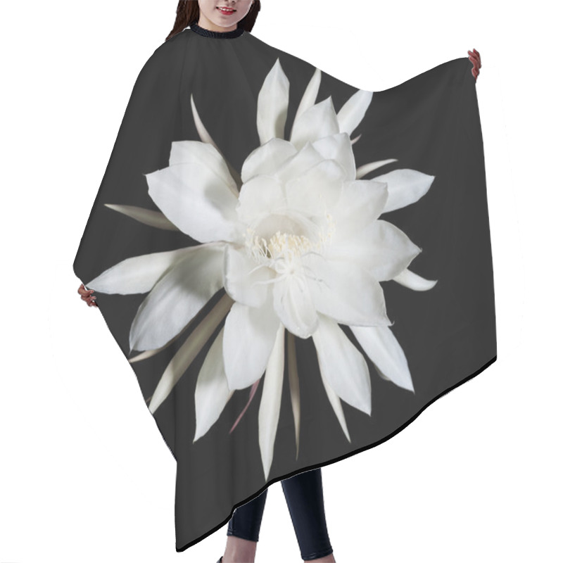 Personality  Night Blooming Cereus. Also Known As Queen Of The Night On Black Hair Cutting Cape