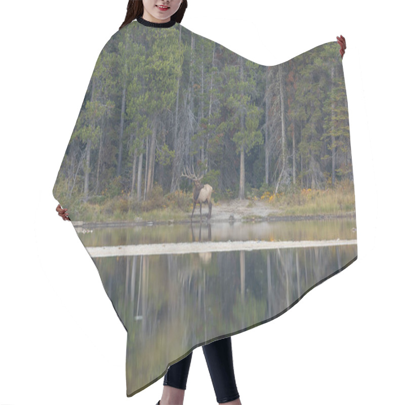 Personality  A Bull Elk Reflected In A Lake During The Fall Rut In Wyoming Hair Cutting Cape