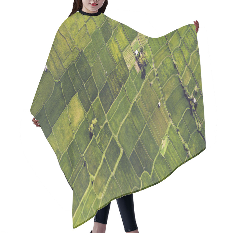 Personality  Green Plantation Of Growing Cultivation Rice  Hair Cutting Cape