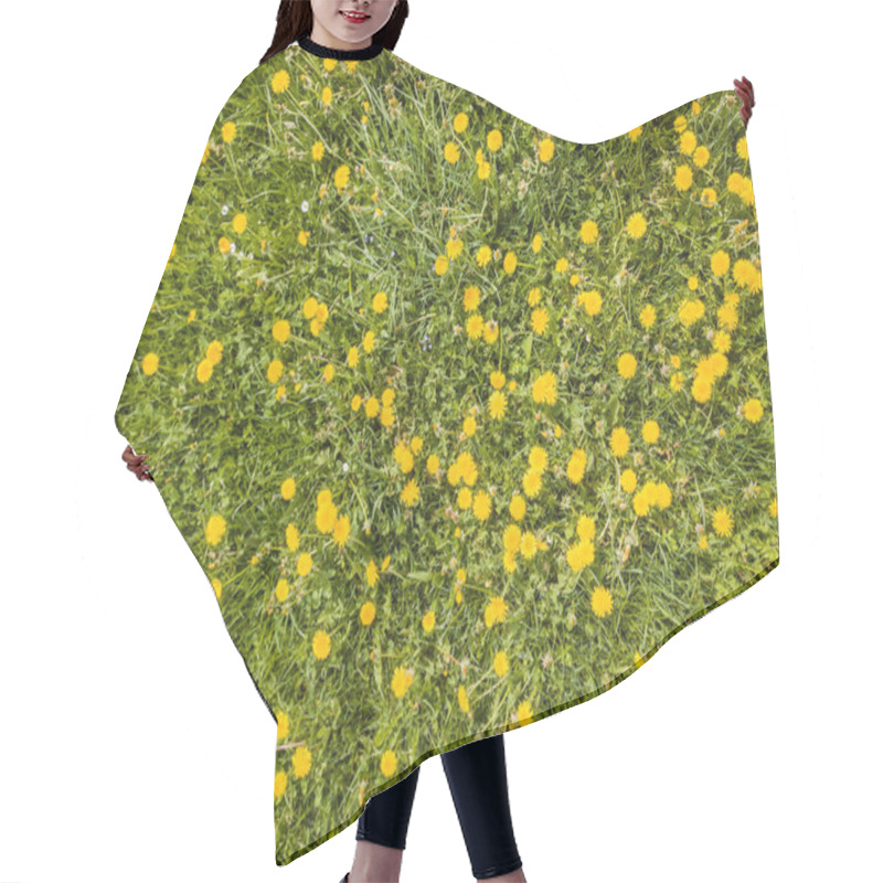 Personality  Aerial View Of Dandelion Field. Flowers Blooming. Hair Cutting Cape