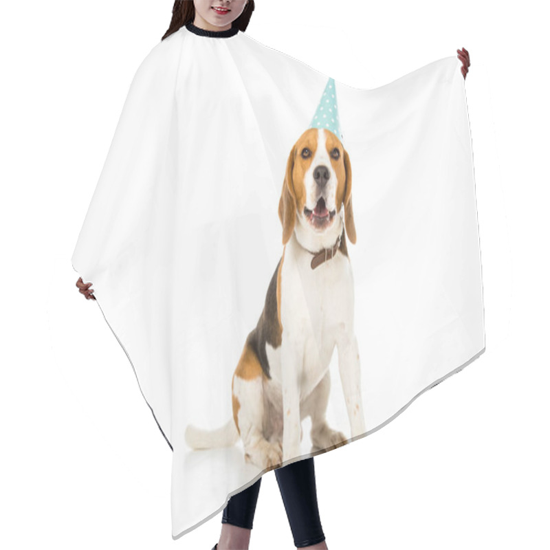 Personality  Beagle Dog In Party Cone Isolated On White Hair Cutting Cape