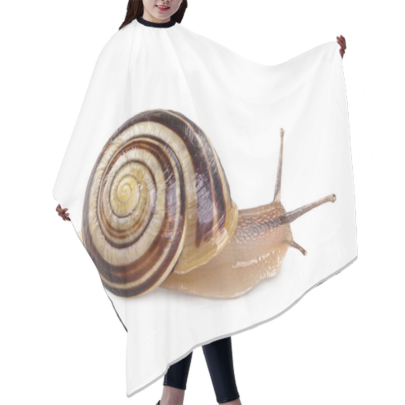 Personality  Garden Banded Snail Isolated On A White Background Hair Cutting Cape